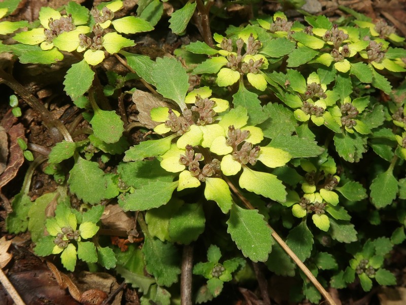 Chrysosplenium suzukaense photo 4