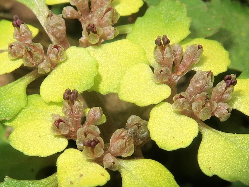 Chrysosplenium suzukaense photo 5