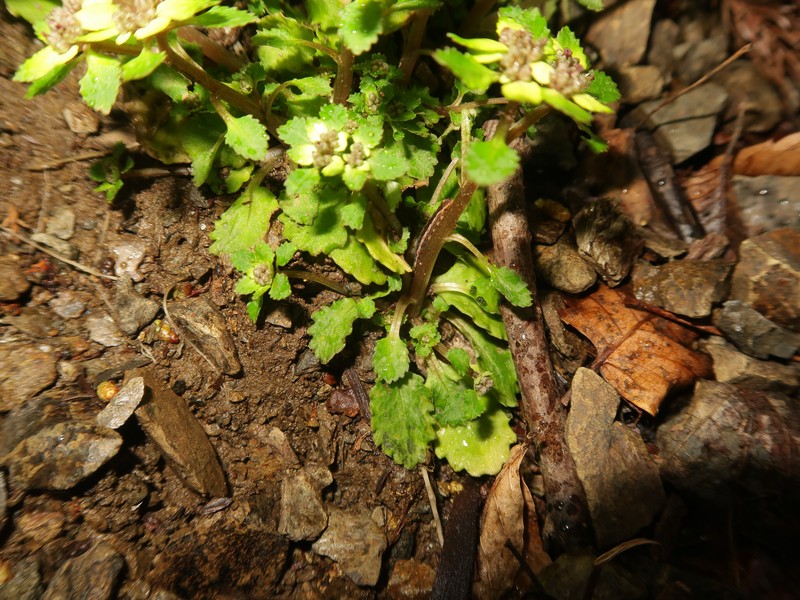 Chrysosplenium suzukaense photo 6