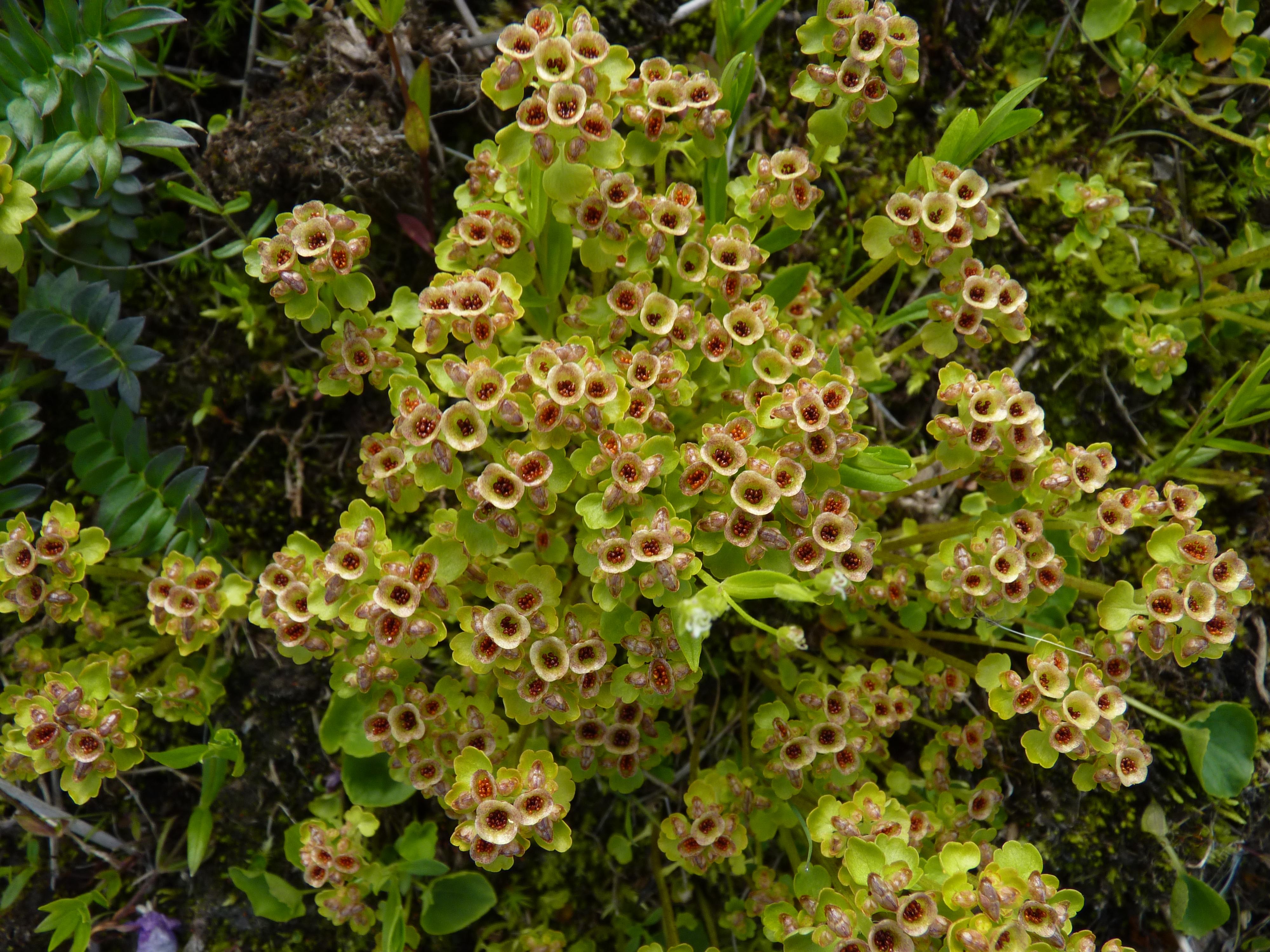 Northern Golden Saxifrage