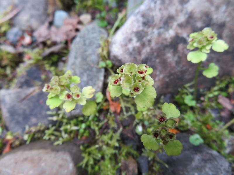 Northern Golden Saxifrage