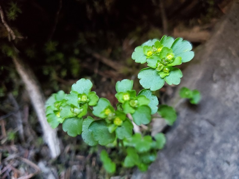 Northern Golden Saxifrage photo 2