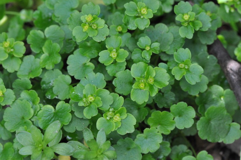 Northern Golden Saxifrage photo 3