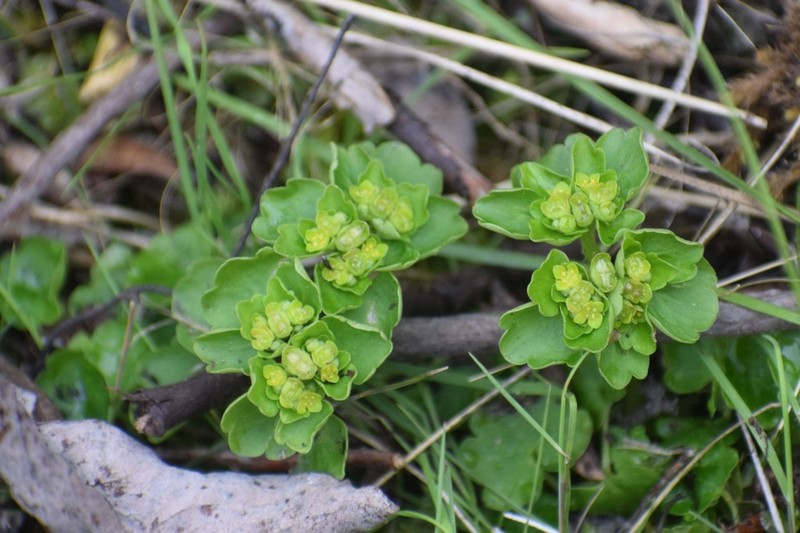 Northern Golden Saxifrage photo 4