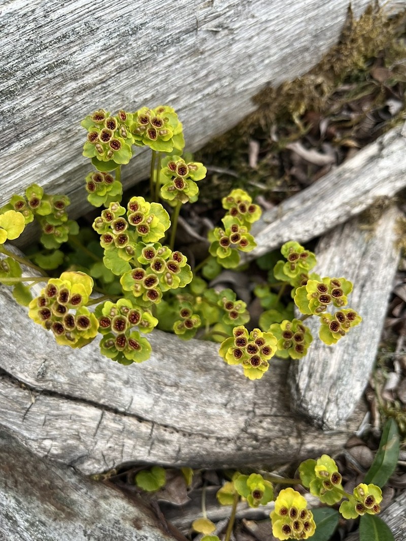 Northern Golden Saxifrage photo 5