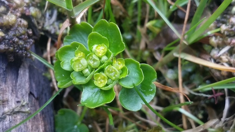 Northern Golden Saxifrage photo 6