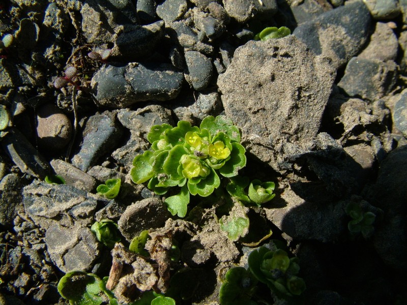Northern Golden Saxifrage photo 7