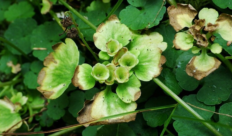 Northern Golden Saxifrage photo 8