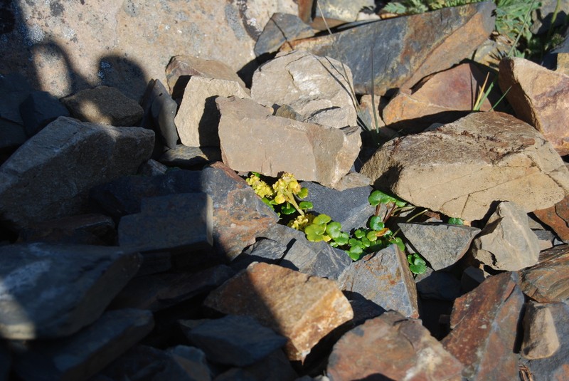Wright's Golden Saxifrage