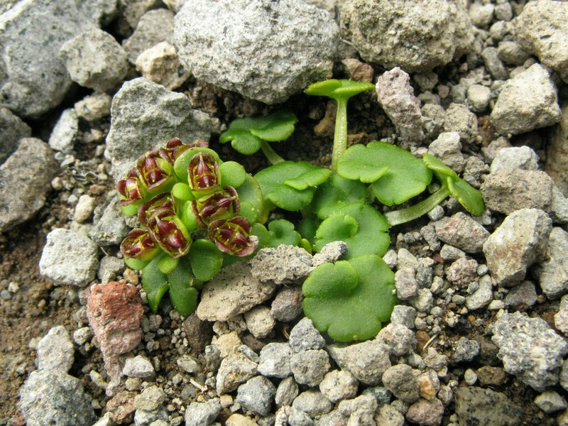 Wright's Golden Saxifrage photo 2