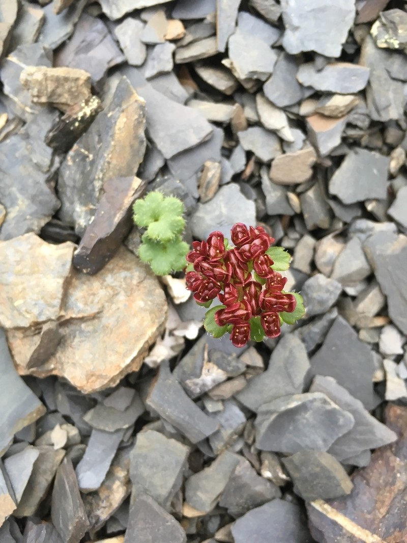 Wright's Golden Saxifrage photo 3