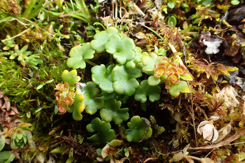 Wright's Golden Saxifrage photo 4