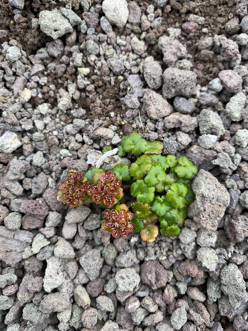 Wright's Golden Saxifrage photo 6