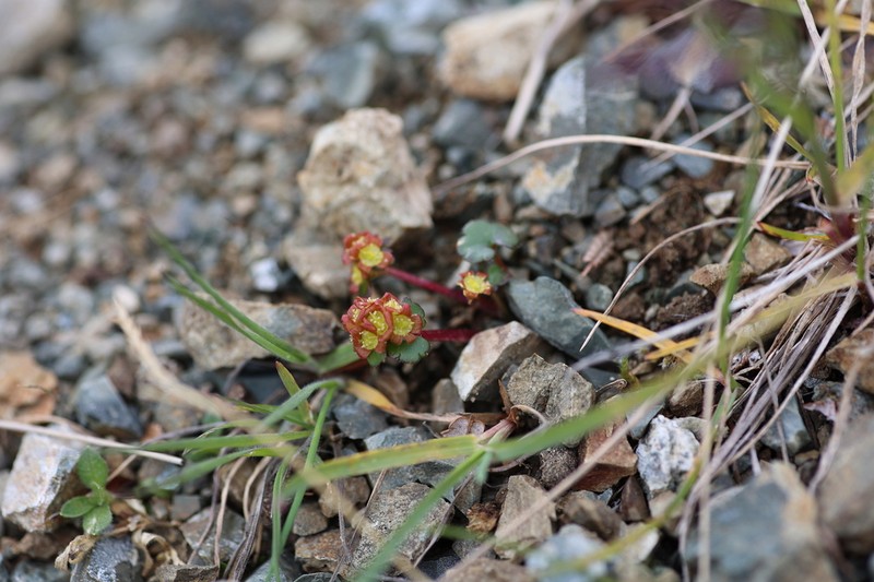 Wright's Golden Saxifrage photo 7
