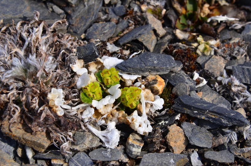 Wright's Golden Saxifrage photo 8