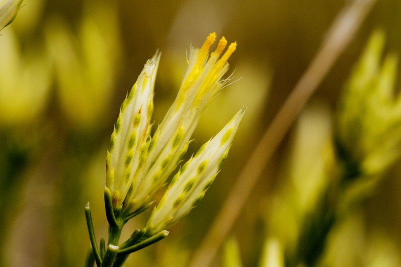 Bailey's Rabbitbrush photo 2