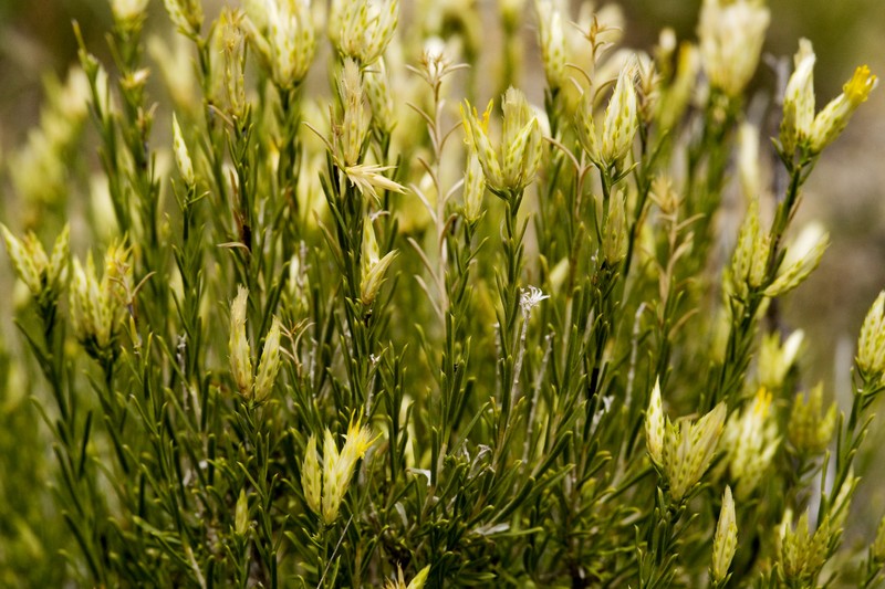 Bailey's Rabbitbrush photo 3