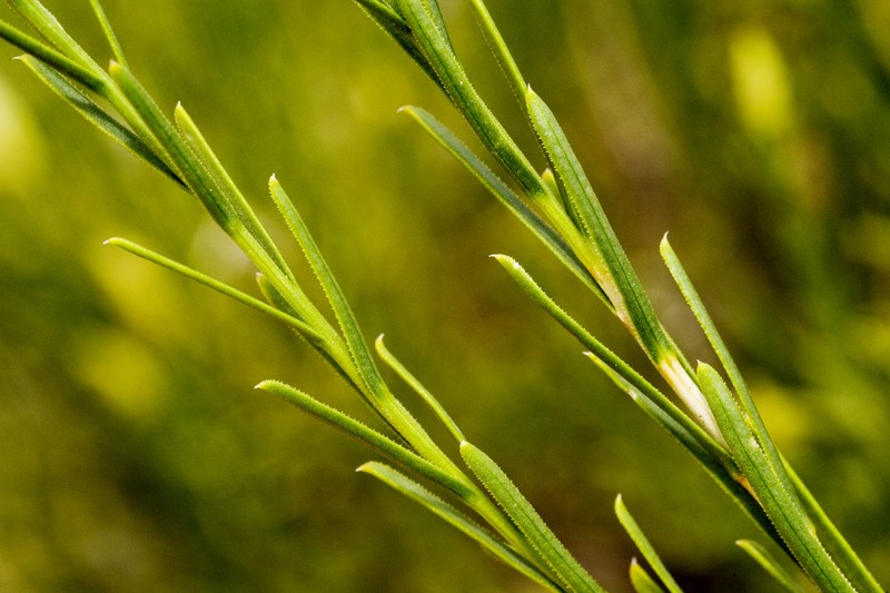 Bailey's Rabbitbrush photo 4