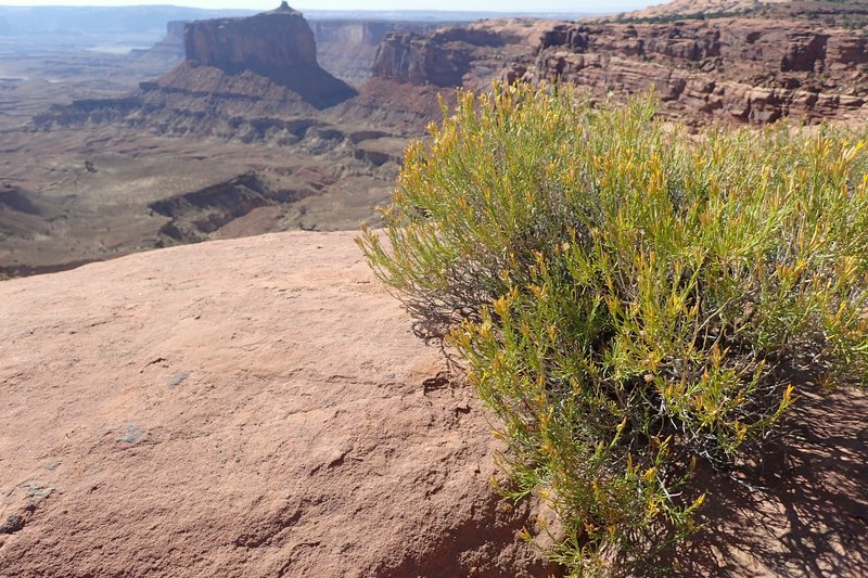 Bailey's Rabbitbrush photo 5