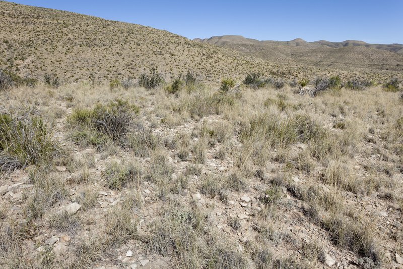 Bailey's Rabbitbrush photo 7