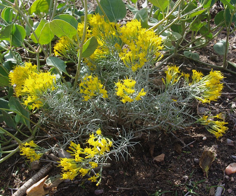 Longflower Rabbitbrush