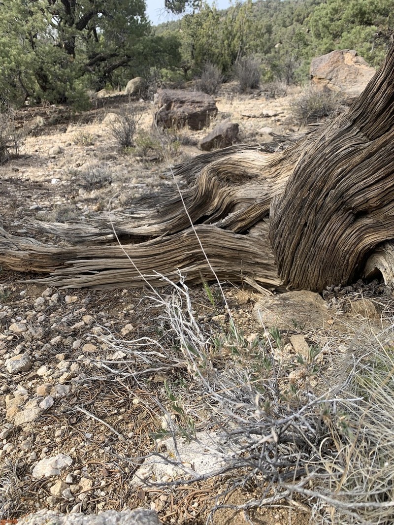 Longflower Rabbitbrush
