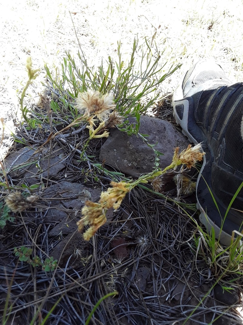Longflower Rabbitbrush photo 2