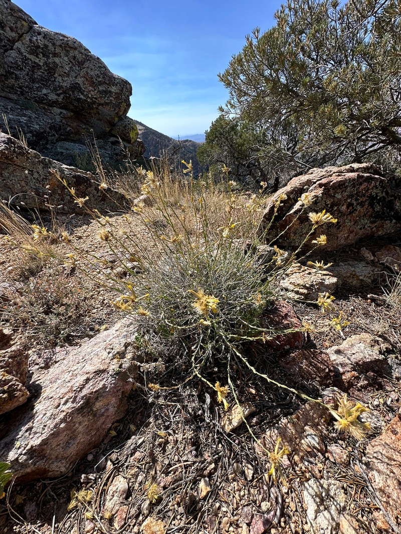 Longflower Rabbitbrush photo 3