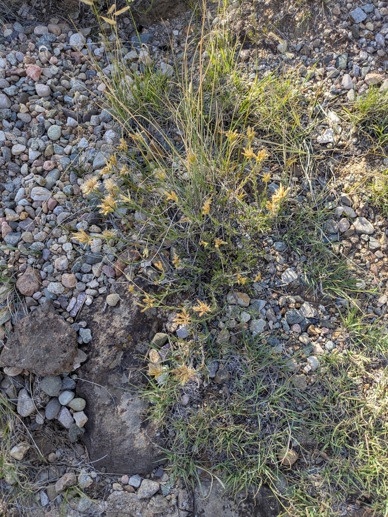 Longflower Rabbitbrush photo 4