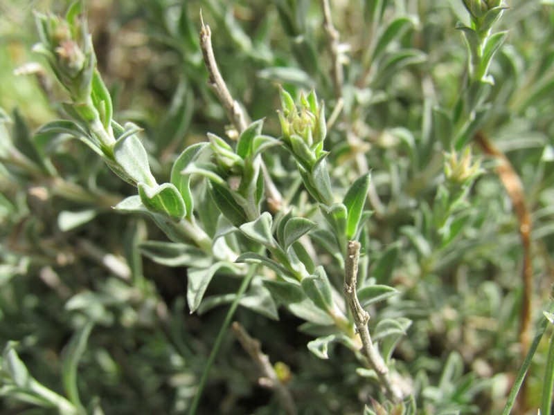 Longflower Rabbitbrush photo 5