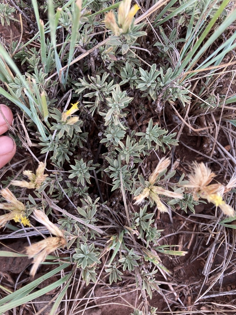 Longflower Rabbitbrush photo 6