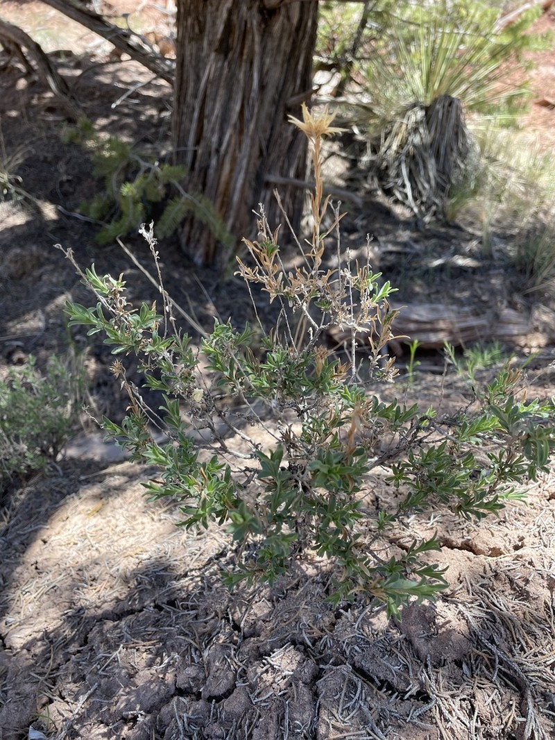 Longflower Rabbitbrush photo 7