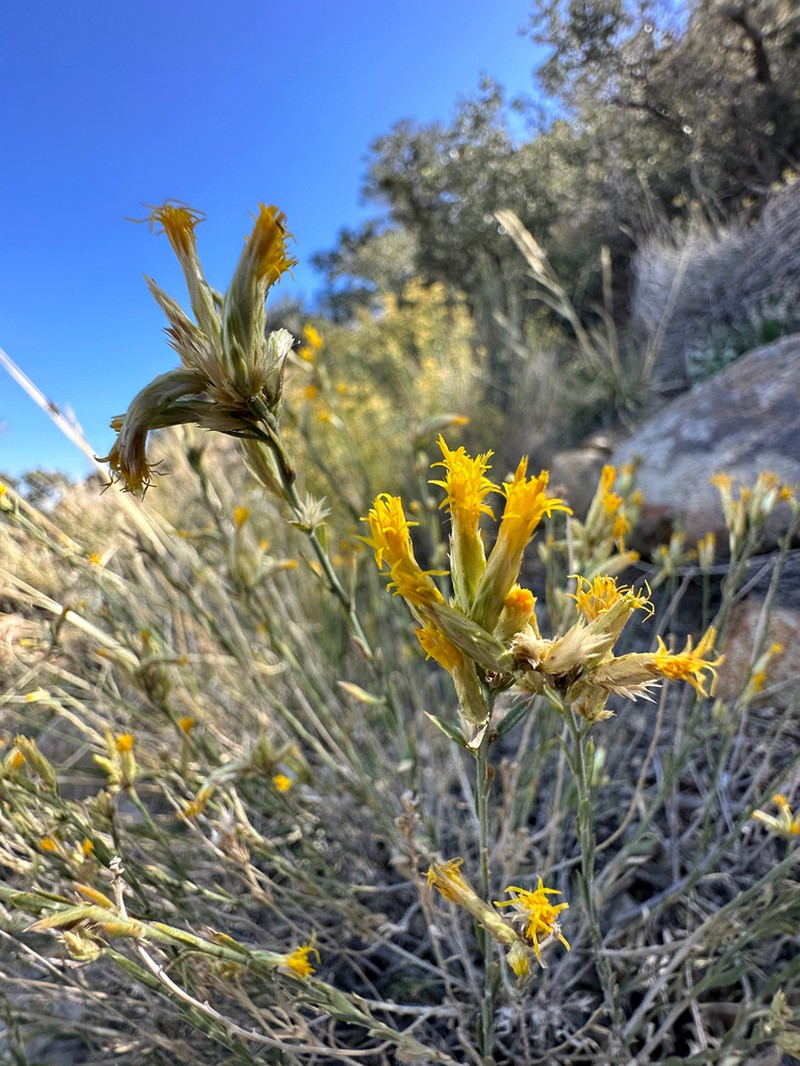 Longflower Rabbitbrush photo 8