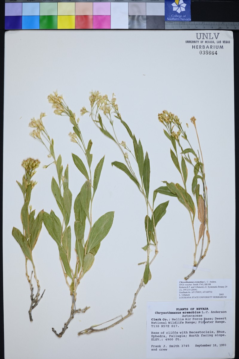 Pintwater Rabbitbrush