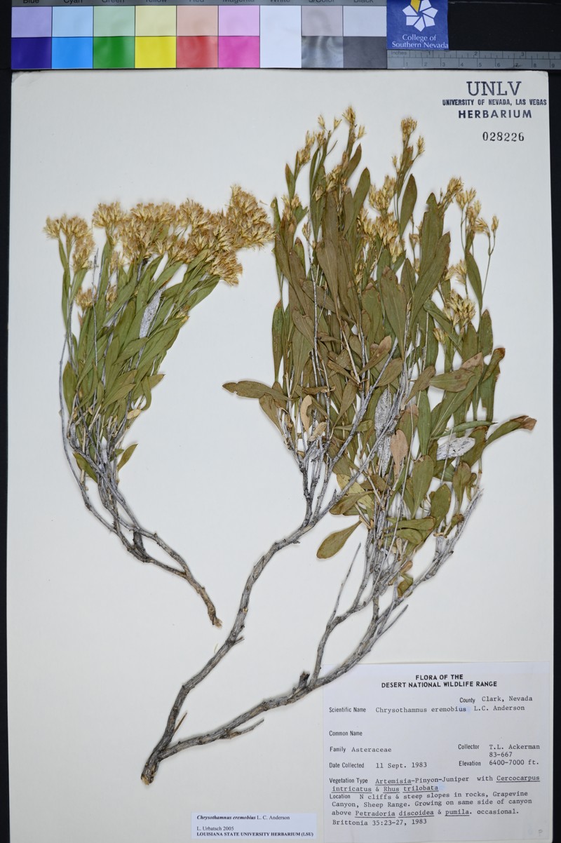 Pintwater Rabbitbrush photo 2