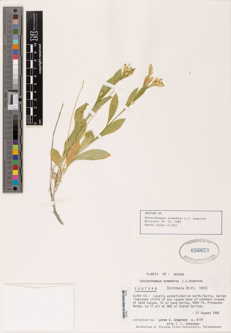 Pintwater Rabbitbrush photo 3