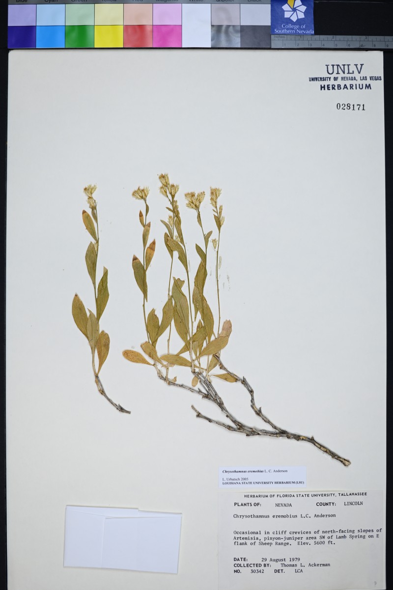 Pintwater Rabbitbrush photo 4