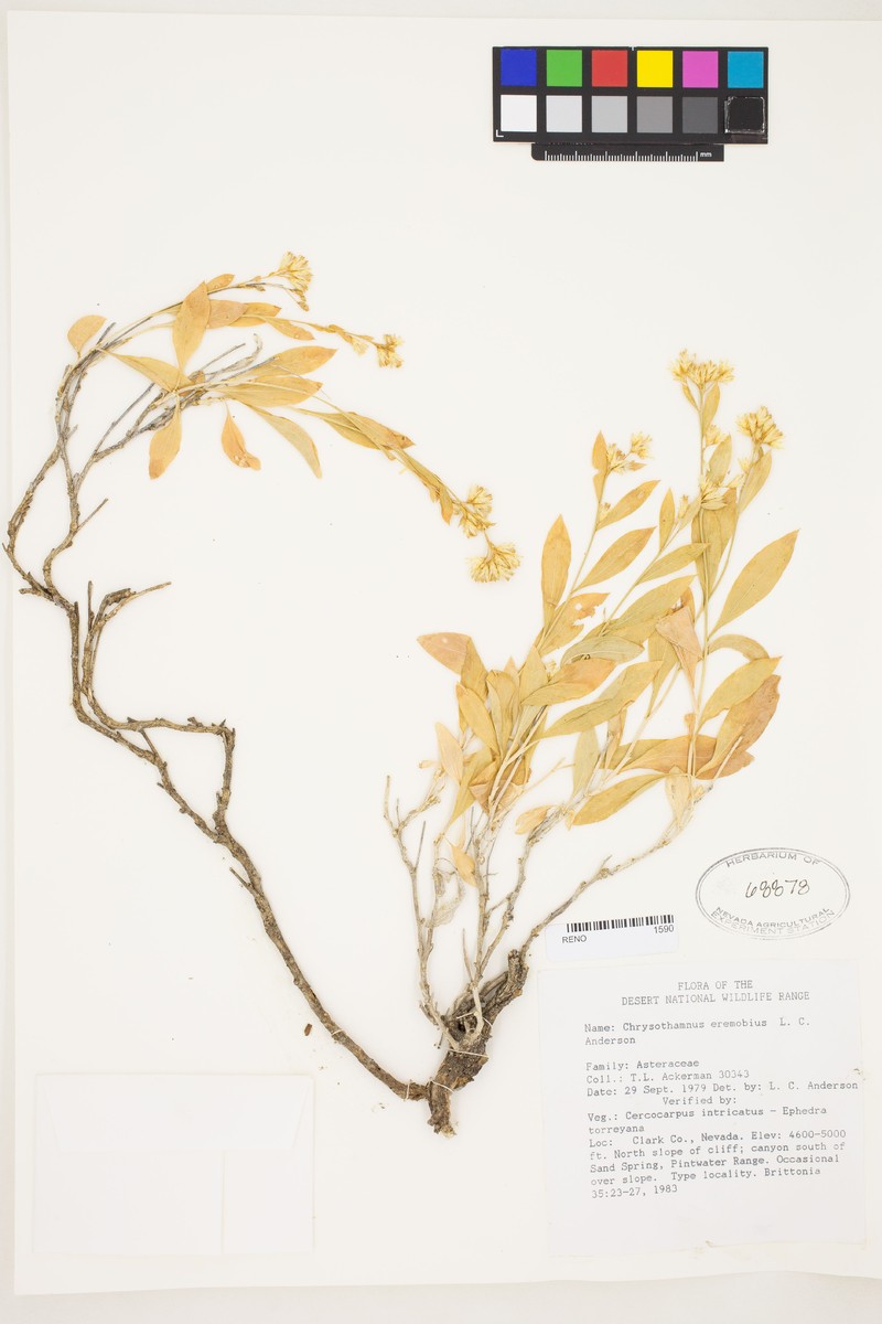 Pintwater Rabbitbrush photo 5