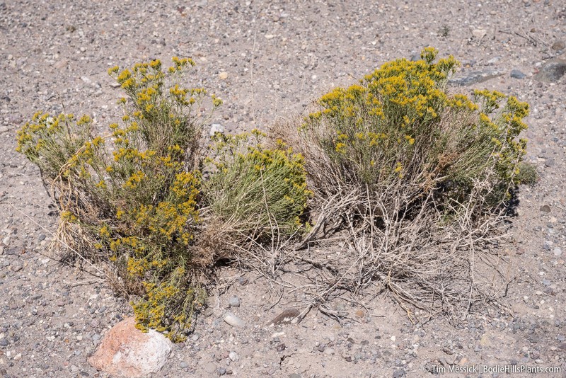 Greene's Rabbitbrush
