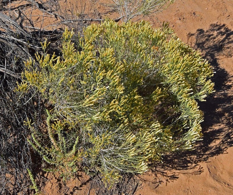 Greene's Rabbitbrush photo 2