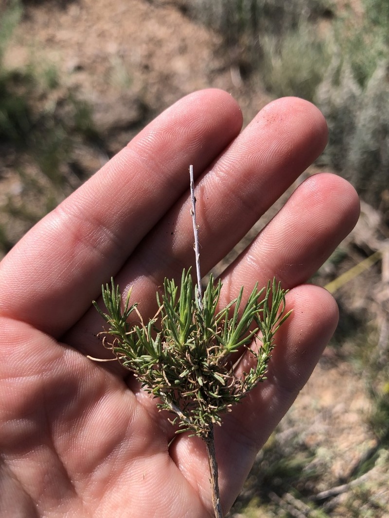 Greene's Rabbitbrush photo 3