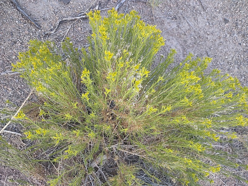 Greene's Rabbitbrush photo 4