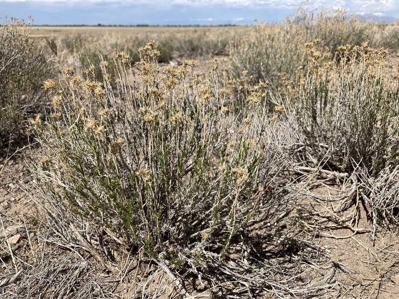 Greene's Rabbitbrush photo 5