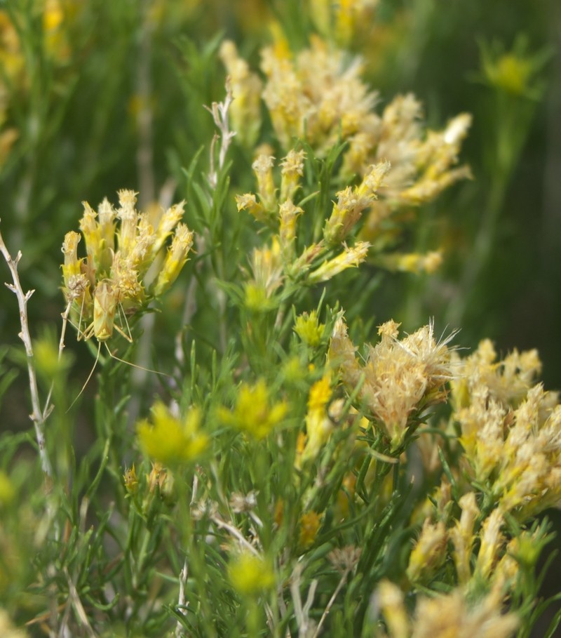Greene's Rabbitbrush photo 6