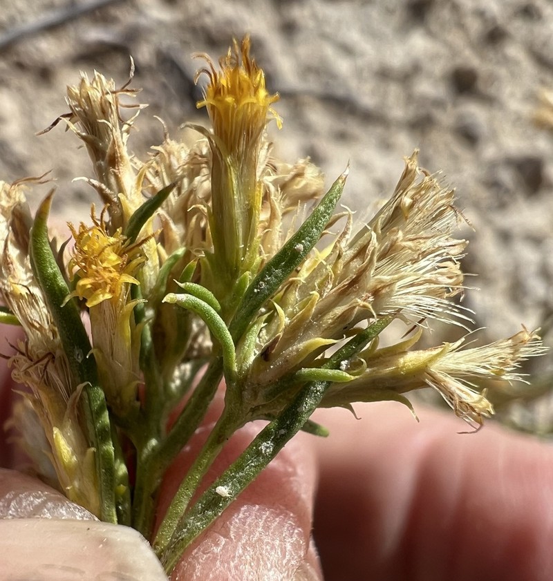 Greene's Rabbitbrush photo 7