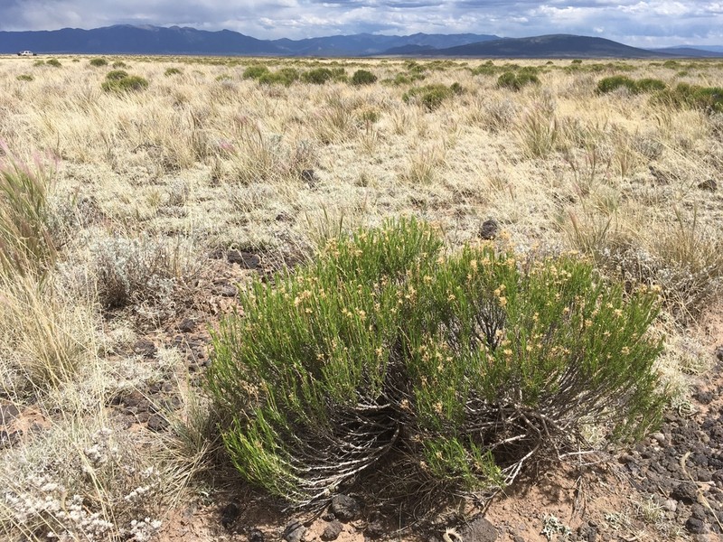 Greene's Rabbitbrush photo 8