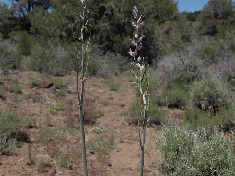 Truckee Rabbitbrush