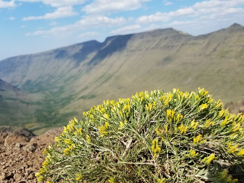 Truckee Rabbitbrush