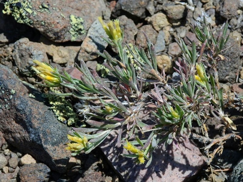 Truckee Rabbitbrush photo 2