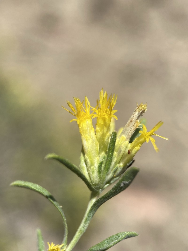 Truckee Rabbitbrush photo 5